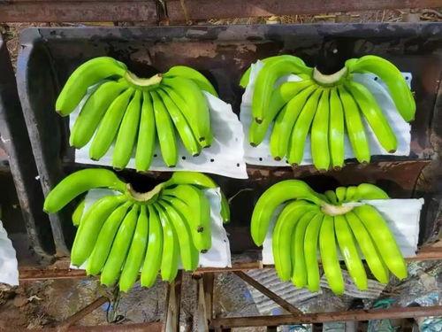 国产在线大香蕉,揭秘国内热门影视平台背后的故事 第2张 国产在线大香蕉,揭秘国内热门影视平台背后的故事 第2张